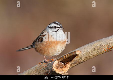 Graukehlenbunting oder cia mit dem wissenschaftlichen Namen (Emberiza cia). Kleiner Vogel mit weißem und schwarzem Kopf auf einem Stock. Stockfoto