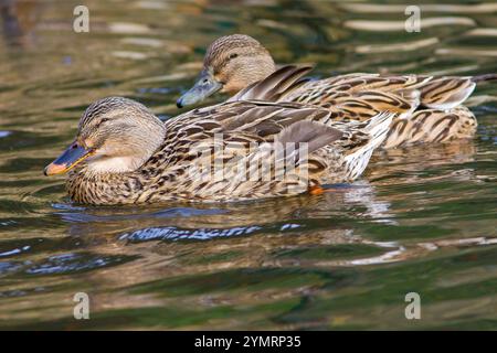 Stockenten mit dem wissenschaftlichen Namen (Anas platyrhynchos). Zwei weibliche Enten schwimmen in einem See. Stockfoto