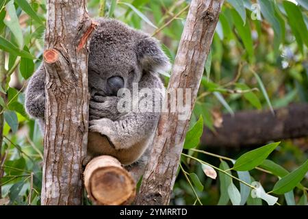 koala, berühmte australische Beuteltiere, schlafender Eukalyptusbaum, Currumbin Wildreservat, Gold Coast Queensland, Tourismustouristen Stockfoto