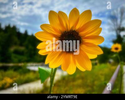 Eine Sonnenblume im Herbst in Utah Stockfoto