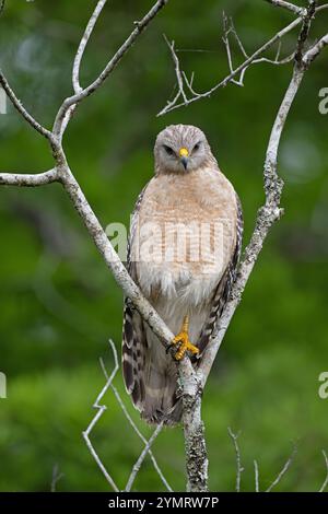 Rotschulterfalke (Buteo lineatus). Marschieren Sie im Corkscrew Regional Ecosystem Watershed (CREW) Bird Rookery Swamp in der Nähe von Naples, Florida. Stockfoto