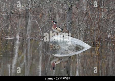 Holzente (Aix sponsa) in einem Biberteich. Frühling im Acadia-Nationalpark, Maine, USA. Stockfoto