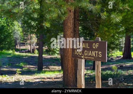 Ein braunes hölzernes Schild mit der Aufschrift „Trail of 100 Giants“ im Sequoia National Forest. Das Schild ist im Vordergrund, mit einem verschwommenen Hintergrund von Bäumen. Stockfoto