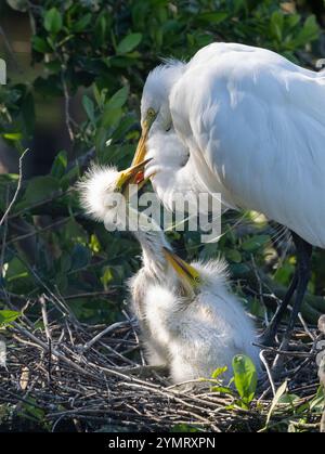 Das Nest des Großen Reiters (Ardea alba). St. Augustine, Florida. Stockfoto