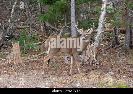 Weißschwanzhirsch (Odocoileus virginianus) Buck während der Paarungszeit. November im Acadia-Nationalpark, Maine, USA. Stockfoto