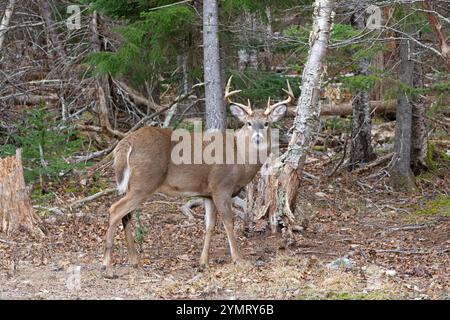 Weißschwanzhirsch (Odocoileus virginianus) Buck während der Paarungszeit. November im Acadia-Nationalpark, Maine, USA. Stockfoto