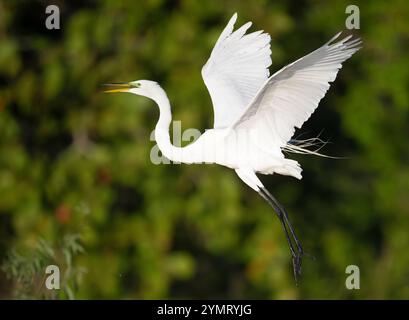 Großer Egret (Ardea alba). Marsch in der Audubon Venice Rookery, Florida. Stockfoto