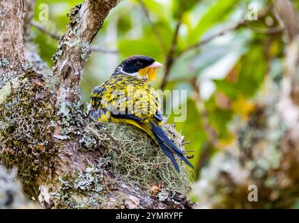 Ein männlicher Schwalbenschwanz-Cotinga (Phibalura flavirostris), der auf seinem Nest sitzt. Espírito Santo, Brasilien. Stockfoto