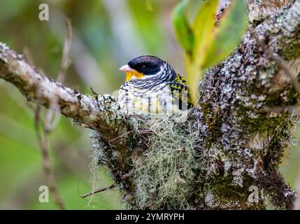 Ein männlicher Schwalbenschwanz-Cotinga (Phibalura flavirostris), der auf seinem Nest sitzt. Espírito Santo, Brasilien. Stockfoto