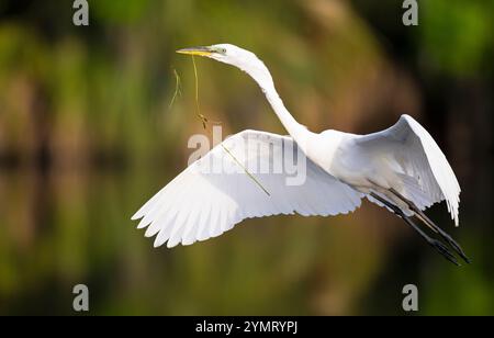 Großer Egret (Ardea alba). Marsch in der Audubon Venice Rookery, Florida. Stockfoto