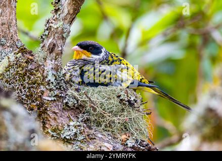 Ein männlicher Schwalbenschwanz-Cotinga (Phibalura flavirostris), der auf seinem Nest sitzt. Espírito Santo, Brasilien. Stockfoto