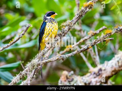 Ein farbenfroher männlicher Schwalbenschwanz Cotinga (Phibalura flavirostris), der auf einem Baum thront. Espírito Santo, Brasilien. Stockfoto