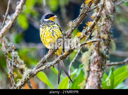 Ein farbenfroher männlicher Schwalbenschwanz Cotinga (Phibalura flavirostris), der auf einem Baum thront. Espírito Santo, Brasilien. Stockfoto