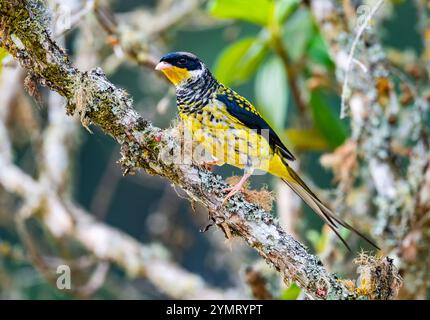 Ein farbenfroher männlicher Schwalbenschwanz Cotinga (Phibalura flavirostris), der auf einem Baum thront. Espírito Santo, Brasilien. Stockfoto