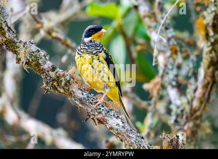 Ein farbenfroher männlicher Schwalbenschwanz Cotinga (Phibalura flavirostris), der auf einem Baum thront. Espírito Santo, Brasilien. Stockfoto