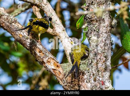 Ein männlicher Schwalbenschwanz-Cotinga (Phibalura flavirostris), der einen Stock für das auf dem Nest sitzende Weibchen zurückbringt. Espírito Santo, Brasilien. Stockfoto