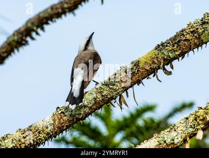 Ein maskierter Wassertyrann (Fluvicola nengeta), der auf einem Baum thront. Espírito Santo, Brasilien. Stockfoto