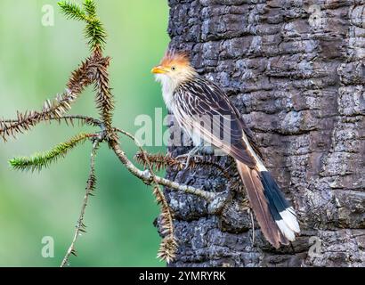 Ein Guira Kuckuck (Guira Guira), der auf einem Ast von einem großen Baum thront. Espírito Santo, Brasilien. Stockfoto