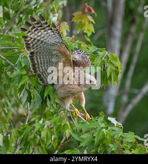 Rotschulterfalke (Buteo lineatus). Marschieren Sie im Corkscrew Regional Ecosystem Watershed (CREW) Bird Rookery Swamp in der Nähe von Naples, Florida. Stockfoto