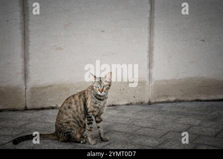 Eine Katze sitzt auf dem Boden. Es ist eine Tabby-Katze. Die Katze schaut in die Kamera Stockfoto