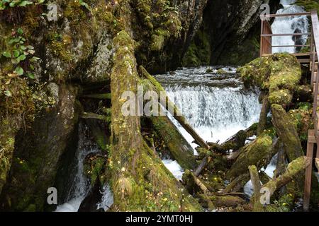 Ein stürmischer Fluss eines Gebirgsflusses, der an einem sonnigen Herbstabend in ein Tal fließt, umgeben von Baumstämmen und Steinen, die mit Moos bedeckt sind. Fluss Estyuba, Al Stockfoto