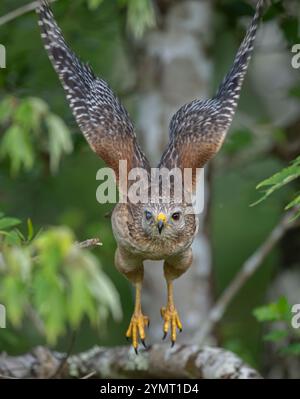 Rotschultriger Falke (Buteo lineatus) im Flug. Marschieren Sie im Corkscrew Regional Ecosystem Watershed (CREW) Bird Rookery Swamp in der Nähe von Naples, Florida. Stockfoto