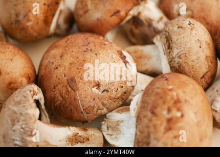 Frische braune Pilze auf weichem Beige-Hintergrund für ästhetischen Reiz Stockfoto