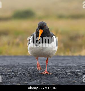 Eurasischer Austernfänger. Gesehen in der Nähe des Seljalandsfoss Wasserfalls. Hamragarðar, Island Stockfoto