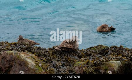 Gemeiner Eider (auch bekannt als St. Cuthbert's Duck oder Cuddy's Duck). Gesehen in der Jökulsárlón-Gletscherlagune, Island Stockfoto
