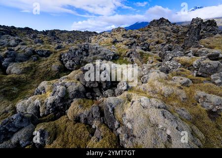 Moos auf Lavagestein. Gesehen in Snæfellsnes. Halbinsel Reykjanes, Island Stockfoto