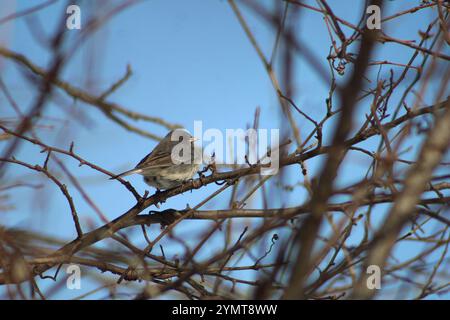 Dunkeläugiger Junco (Junco hyemalis) im Norden von Illinois. Stockfoto