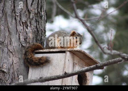 Fuchs-Eichhörnchen (Sciurus niger) auf einem Eichhörnchen-Nistkasten. Stockfoto