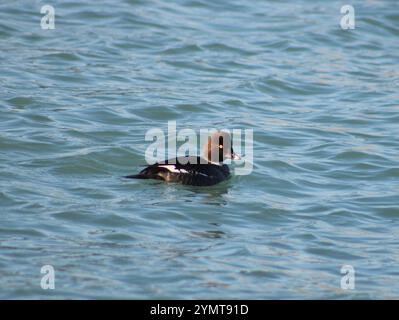 Gewöhnliches Goldenauge (Bucephala clangula) schwimmen im Lake Michigan. Stockfoto