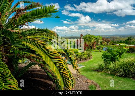 Palmenblätter mit Glasshouse Mountains im Hintergrund Stockfoto