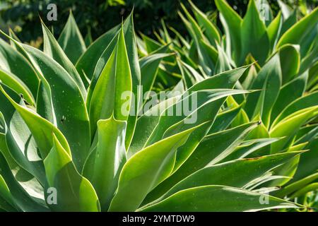 Nahaufnahme der Reifen Agavenpflanze Stockfoto