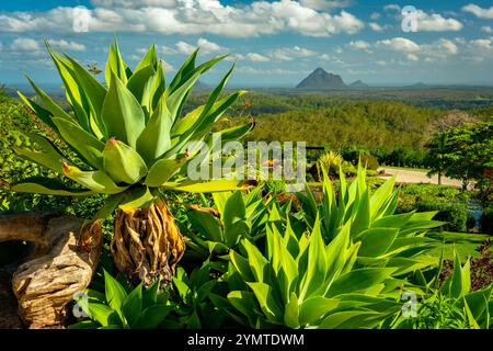 Reife Agavenpflanze mit Glasshouse Mountains im Hintergrund Stockfoto