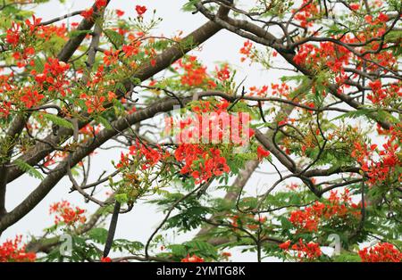 Leuchtend rote Royal Poinciana oder extravagante Blumen blühen auf dem Baum Stockfoto