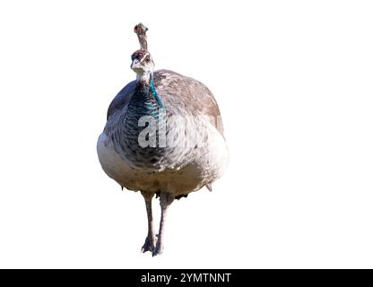 Ein Pfau steht auf weißem Hintergrund Stockfoto