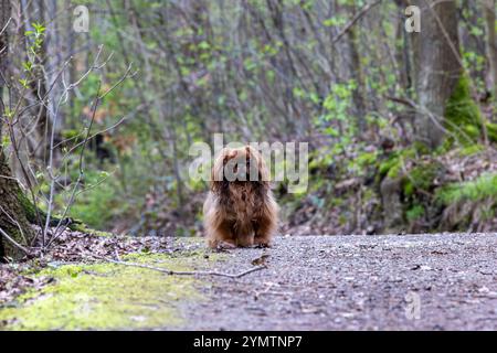Pekingese Hund auf einem Spaziergang im Park. Geringe Schärfentiefe Stockfoto