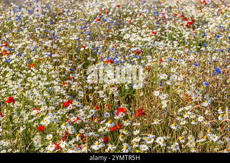 Wildblumen im Feld Stockfoto