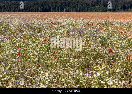 Wildblumen im Feld Stockfoto