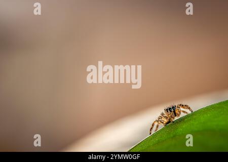 Eine winzige springende Spinne, die auf einem Blatt liegt Stockfoto