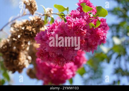 Lagerstroemia indica Blume ist ein großer lila Blumenstrauß, der vom Baum hängt. Lagerstroemia indica vom Frühling mit natürlichem Sonnenlicht am Morgen, Stockfoto