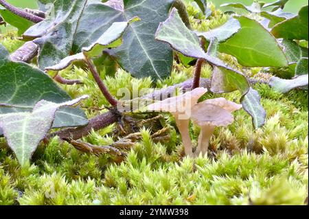 Moos und Pilze (Arrhenia sp. Poss Arrhenia lilacinicolor) an einer Wand mit Efeublättern. Anfang Oktober, Kent, Großbritannien Stockfoto