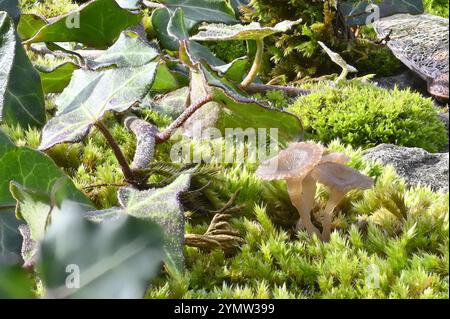 Moos und Pilze (Arrhenia sp. Poss Arrhenia lilacinicolor) an einer Wand. Anfang Oktober, Kent, Großbritannien Stockfoto