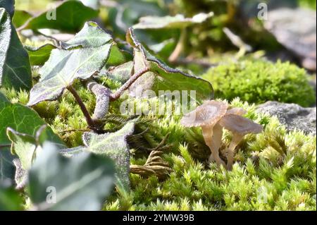 Moos und Pilze (Arrhenia sp. Poss Arrhenia lilacinicolor) an einer Wand. Anfang Oktober, Kent, Großbritannien Stockfoto