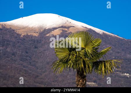 Grüner Palmenbaum mit schneebem Bergblick und blauem Himmel im Hintergrund. Stockfoto