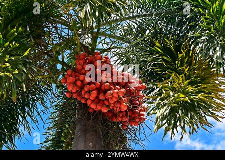 Palmenfrüchte im Stadtteil Maracanã, Rio de Janeiro, Brasilien Stockfoto