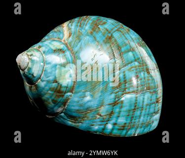 Eine leuchtend türkisfarbene nautilus-Schale mit wirbelnden braunen und weißen Mustern auf schwarzem Hintergrund, die die glänzende Textur und das einzigartige Design unterstreicht Stockfoto