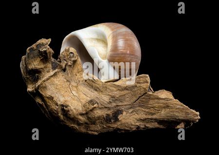 Eine polierte braune Mondschneckenschale mit dezenten cremefarbenen und weißen Spiralen, die elegant auf strukturiertem Treibholz vor einem krassen schwarzen Hintergrund aufliegt, zeigt Stockfoto